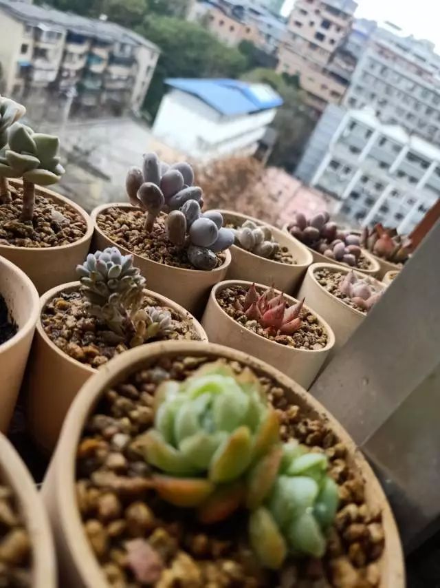 适合学生党养的多肉,适合大学宿舍长期养的多肉