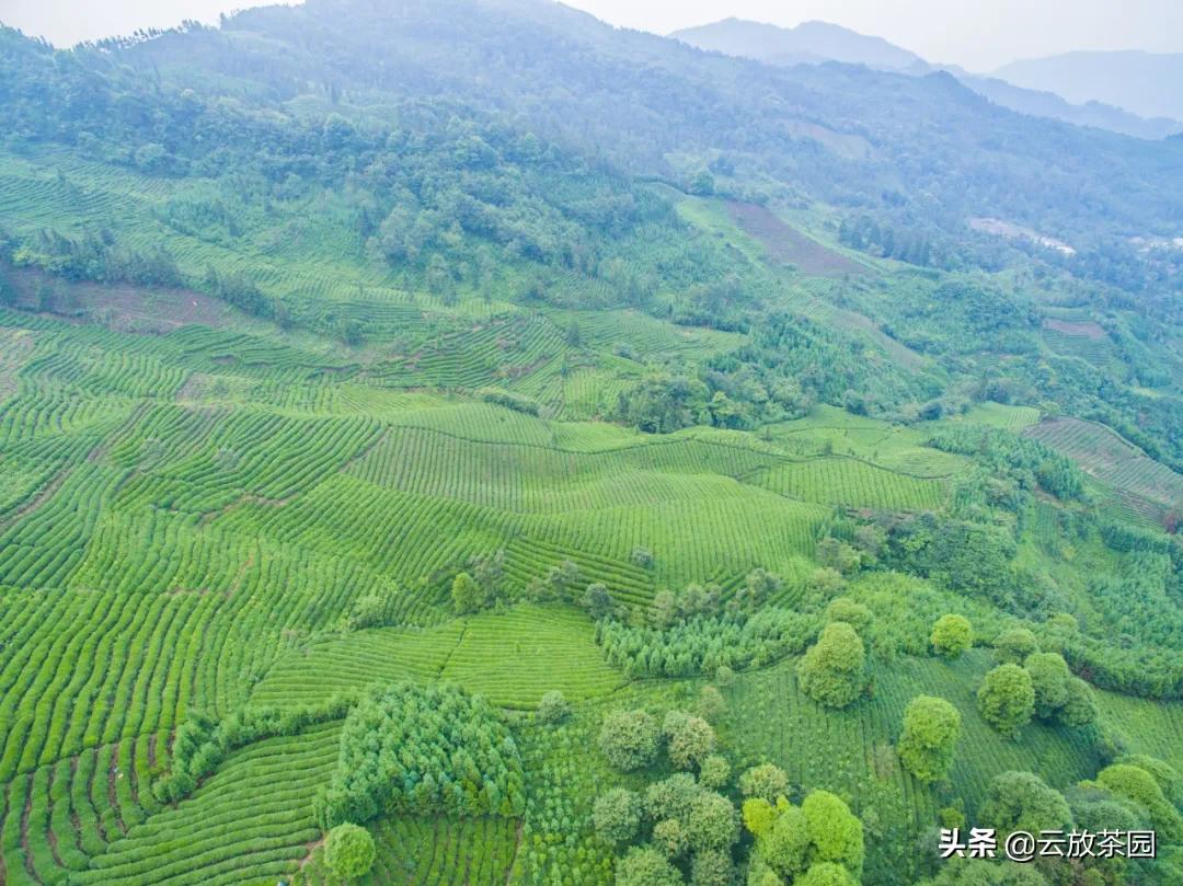 云放茶园深度解析,云放茶园最新视频