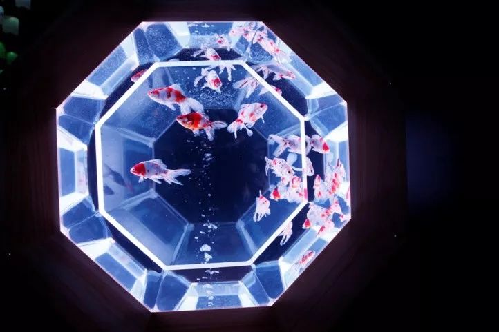 日本网红打卡艺术展,日本十大网红展