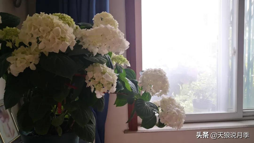 圆滚滚的绣球，瀑布般的花墙，这届花友也太会种花了吧