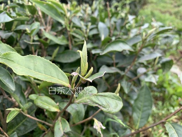 为白茶中的茶梗平反，虽然不好看，对滋味却大有贡献