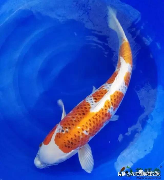 日本锦鲤吃什么长得快又好养,想养锦鲤养水需要加什么