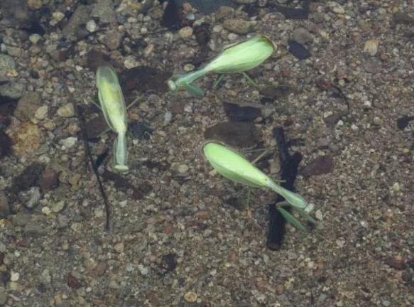 为什么螳螂会跳水自杀,难道脑子被控制了?