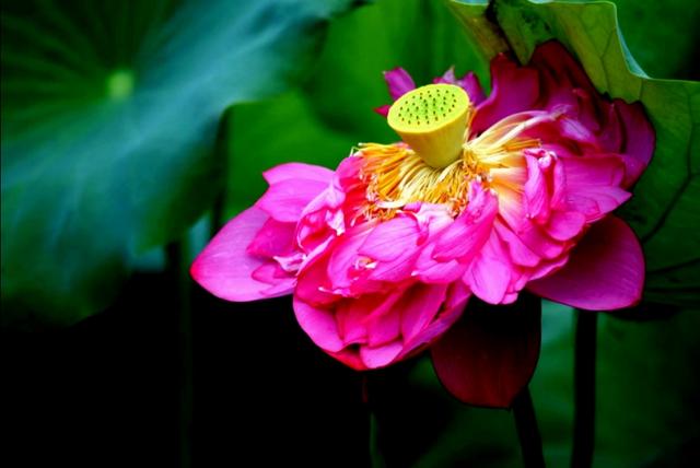 最美的荷花诗句,一起赏荷花的诗词歌赋