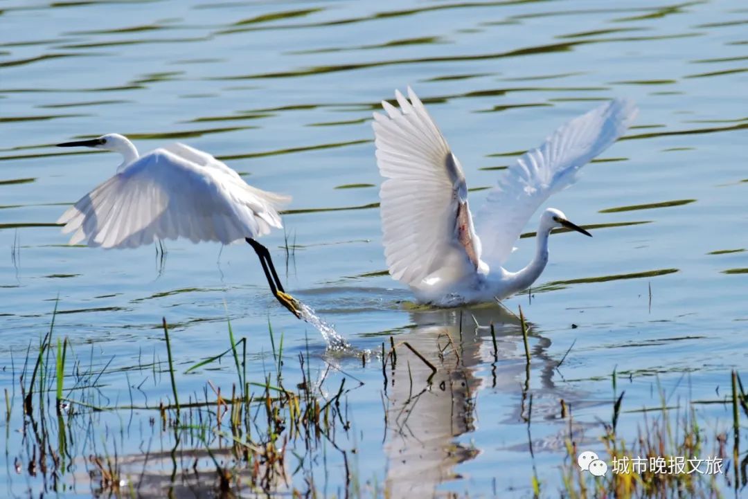 城晚拍拍丨落日余晖