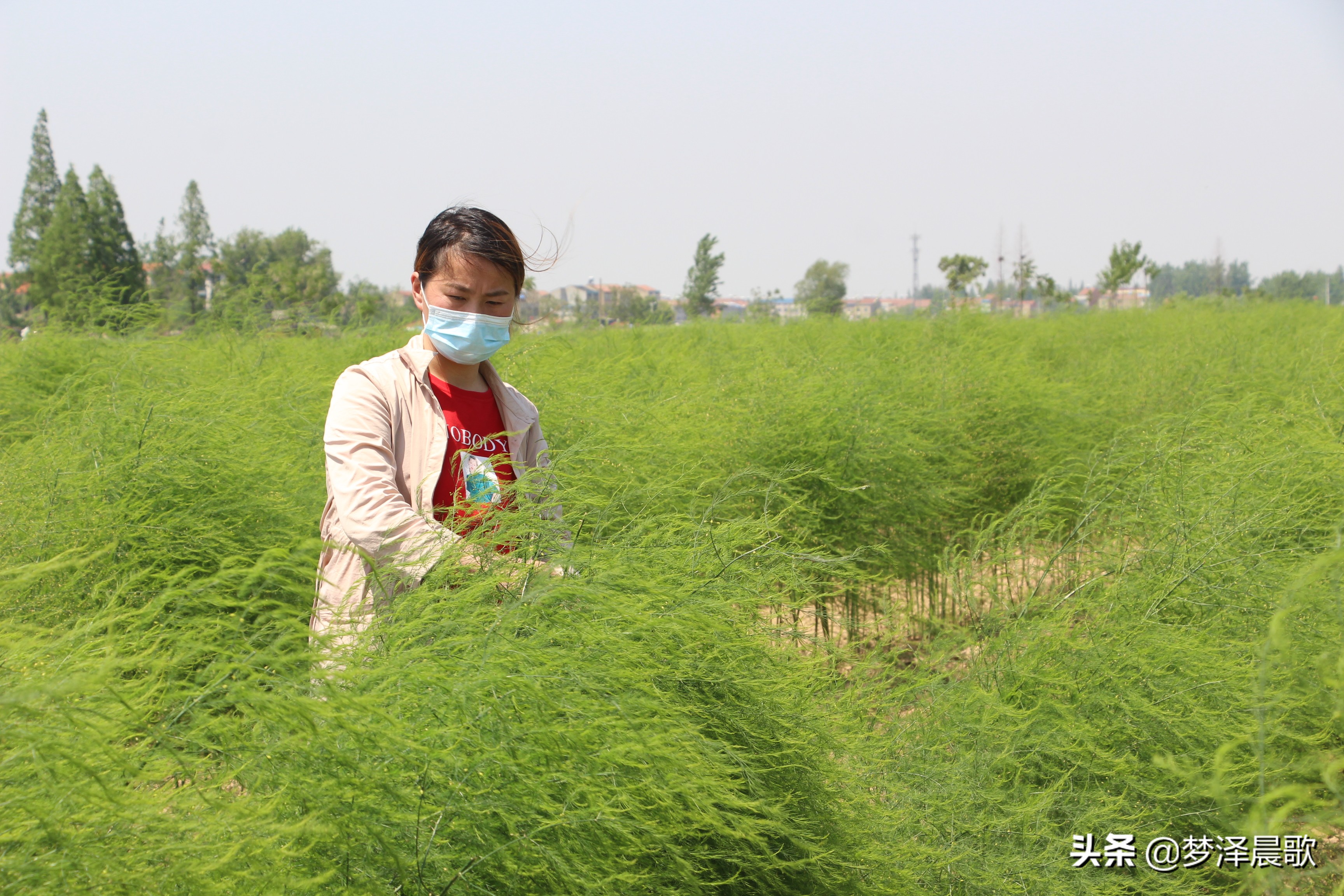 赣州芦笋基地,最新芦笋产业基地