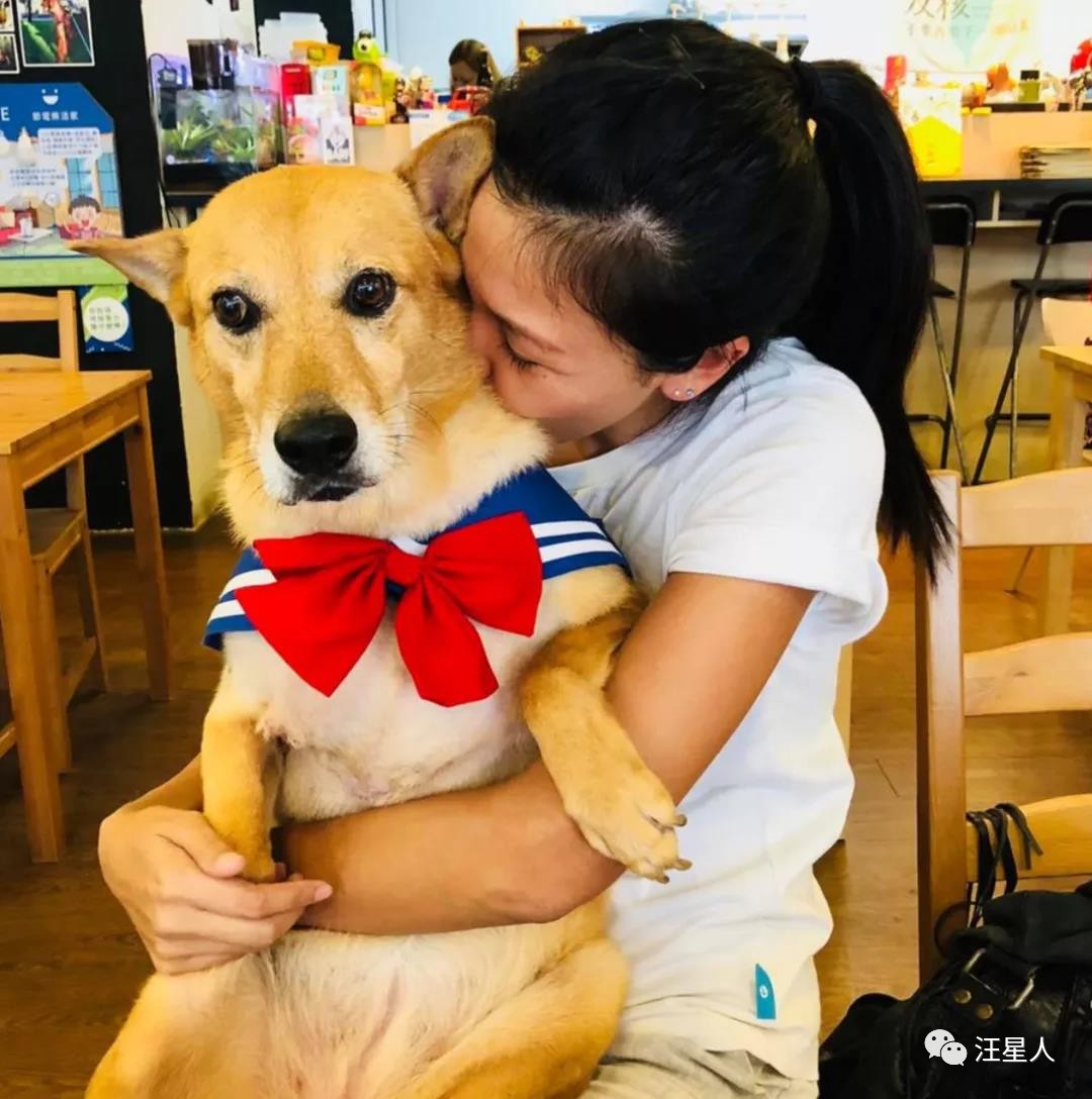 流浪狗得肿瘤,流浪狗得肿瘤被主人遗弃