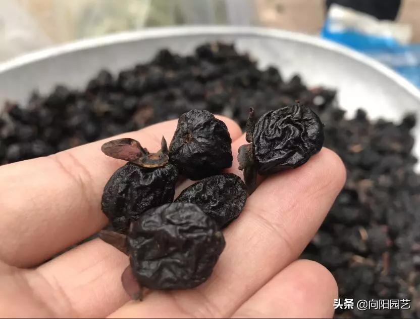 冬季最好吃的鲜枣,什么品种软枣最好吃