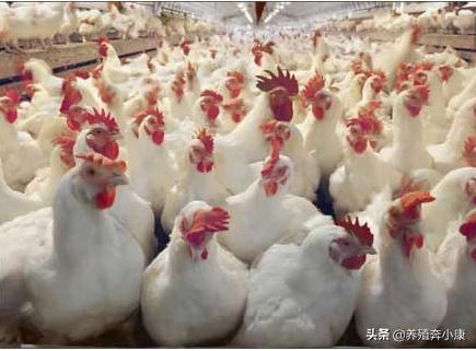 霉菌鸡的症状有哪些,被霉菌感染的症状