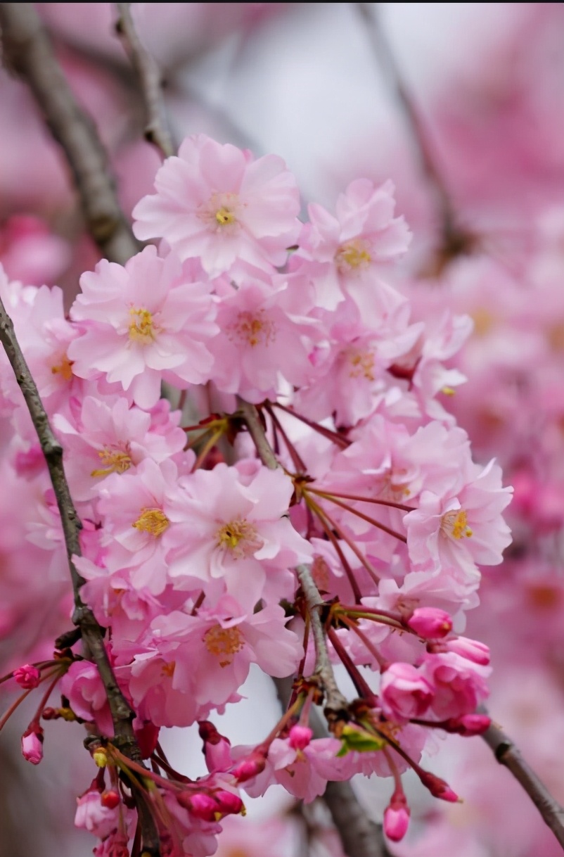 樱花每日一花图片,每日一花樱花图片大全