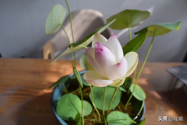 说好的碗莲呢?养了3年,连一朵花都没见,最后只收获一堆菜藕