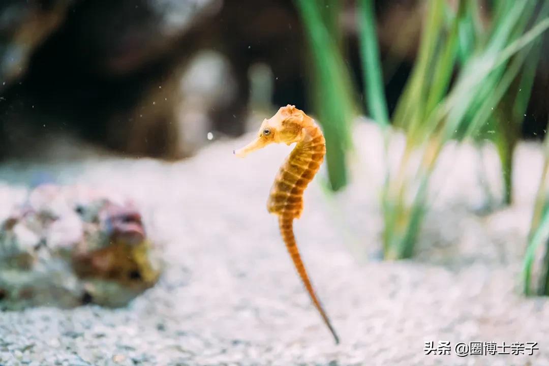 见过世面的海马,所有的海马都是真的吗