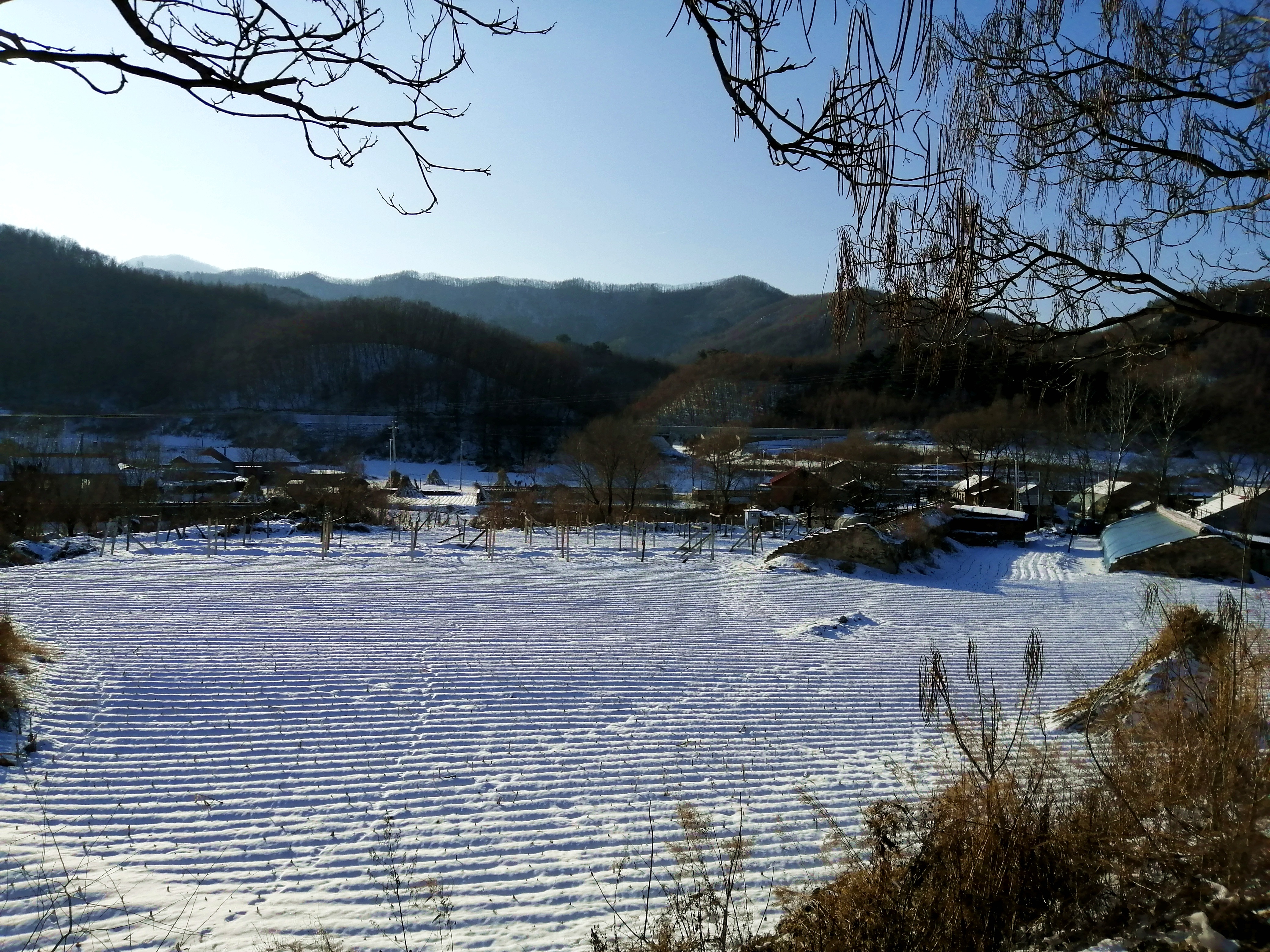 东北杀年猪来吃猪肉,老东北杀年猪