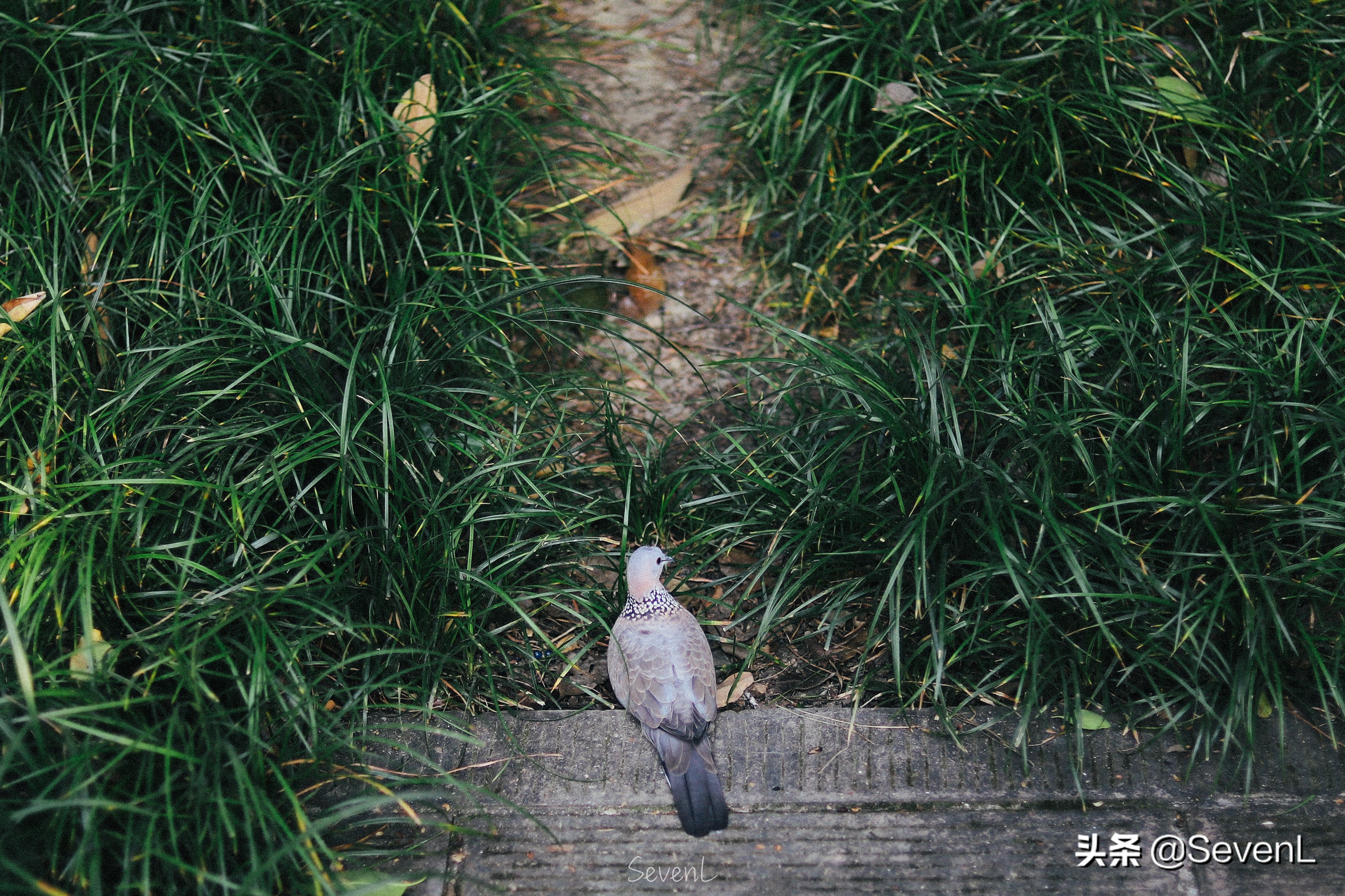 成都必去打卡地方杜甫草堂,成都东郊记忆杜甫草堂