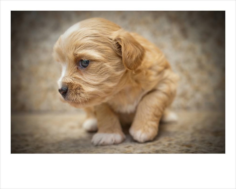 常见狗的各种发病症状,成犬狗狗老是咬东西是咋回事