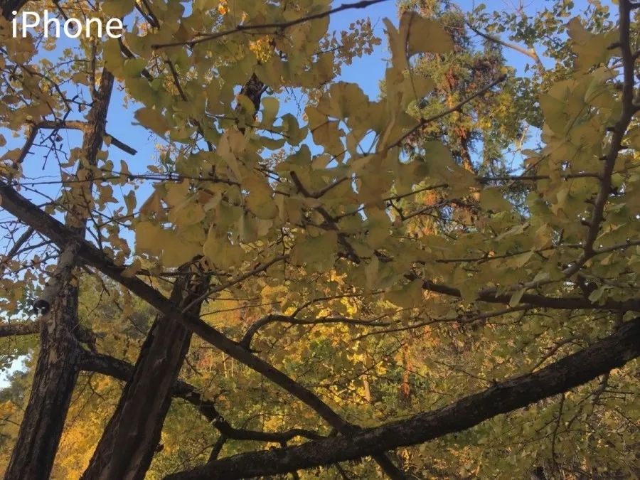 iphone原相机拍照磨皮修图,iphone好用的拍照修图软件