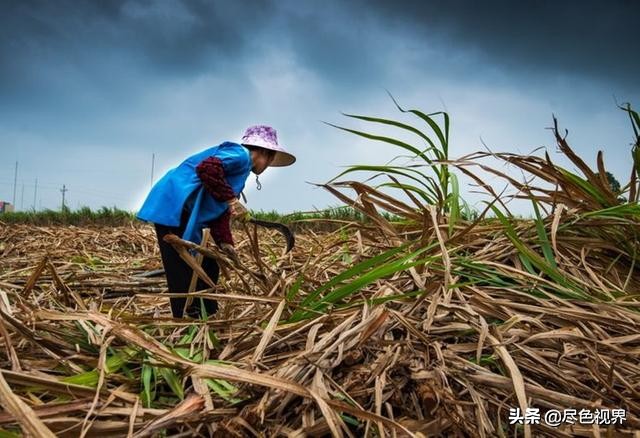15斤甘蔗熬制红糖,20斤甘蔗古法红糖制作