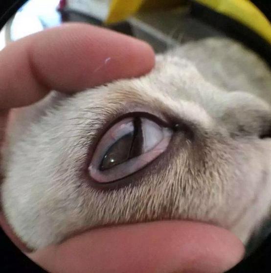 猫咪生病的12种表现铲屎官必知,铲屎官注意猫咪这个部位也需护理