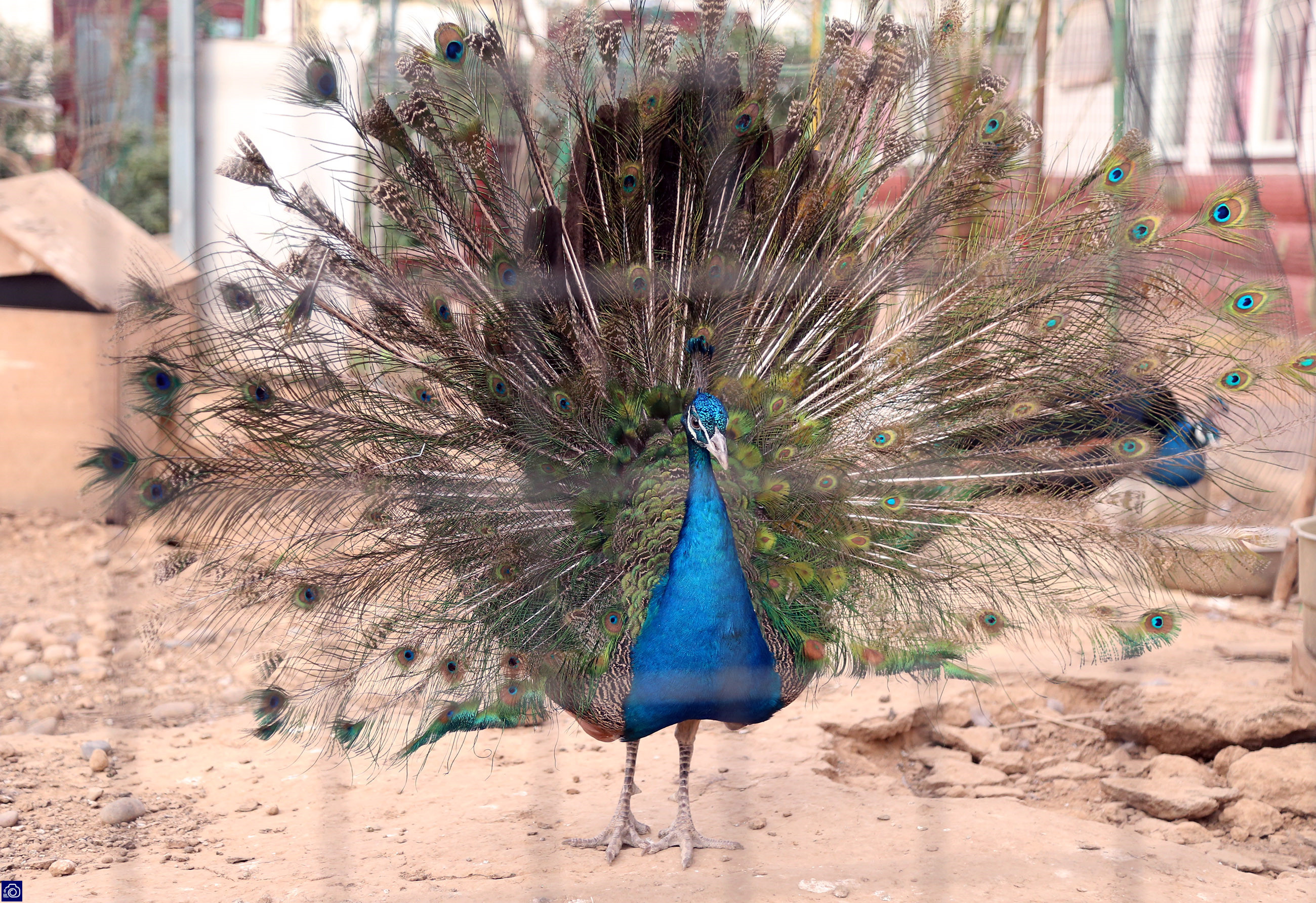 在家里养了差不多十几只孔雀,养孔雀150只