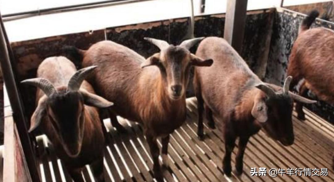 传染性脓疱病羊,羊传染性脓疱病疫苗怎么打