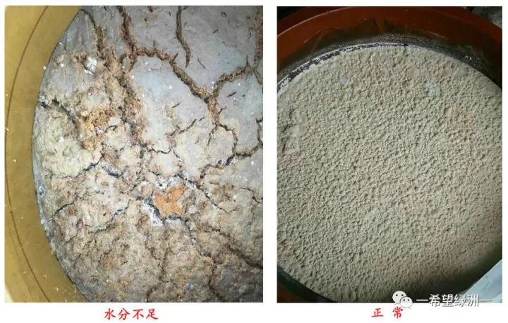 花生麸发酵无渣技术,花生麸无臭发酵方法要哪种红糖