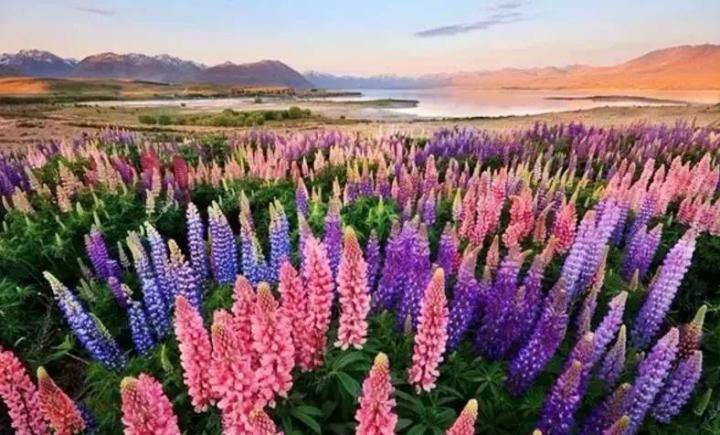 “上帝的指纹”及一些奇怪的花,世界真有趣