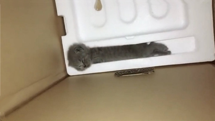 猫咪是液体做的?主人以为泡沫盒里多了根棍子,仔细一看竟是只猫