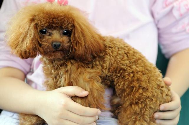 贵宾犬营养不良怎么办,贵宾犬饮食禁忌有哪些