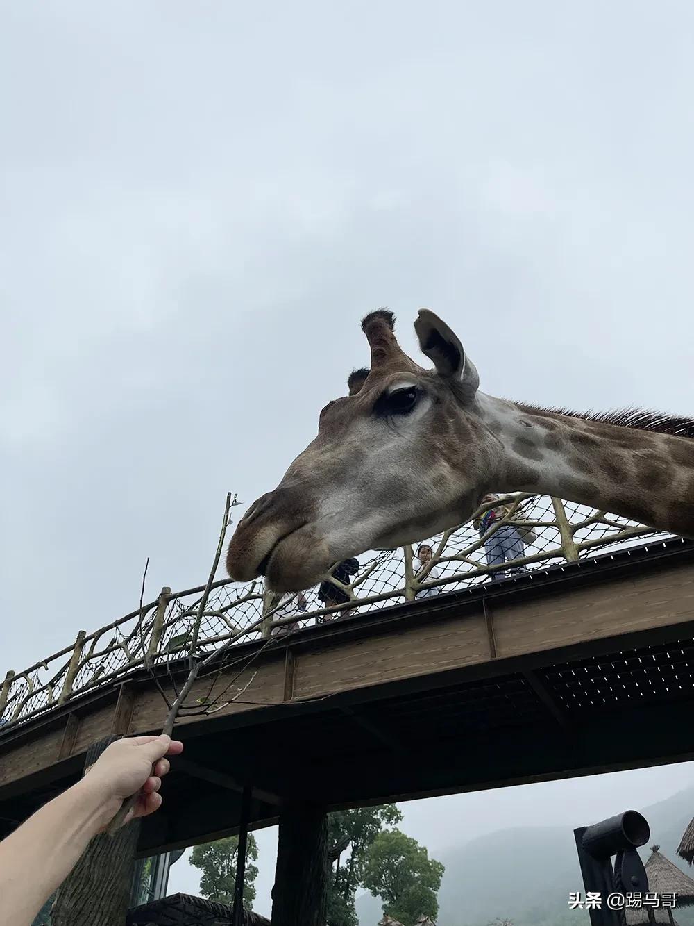湖州龙之梦度假之旅,湖州龙之梦值得一去