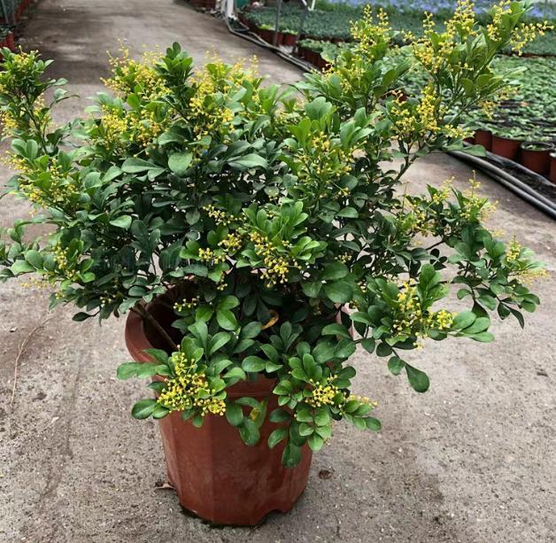 老桩花卉米兰的养殖方法,米兰老桩冬季怎么养护