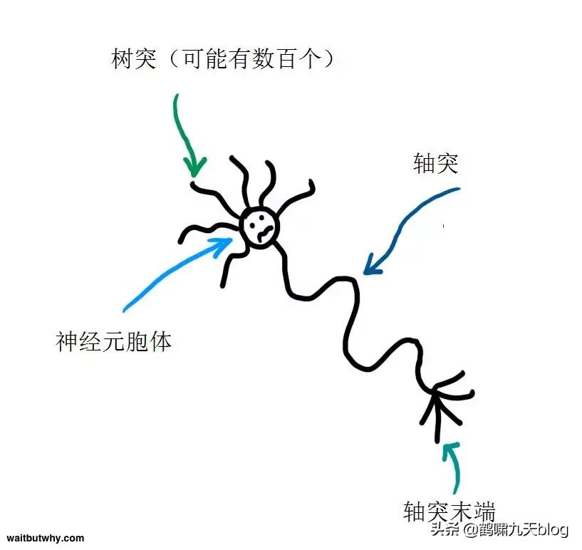 人类大脑如何超越人工智能,人类的出路在于将自身升级为神