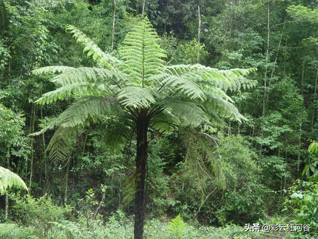 中国云南哪里好看,云南的云彩为什么好看