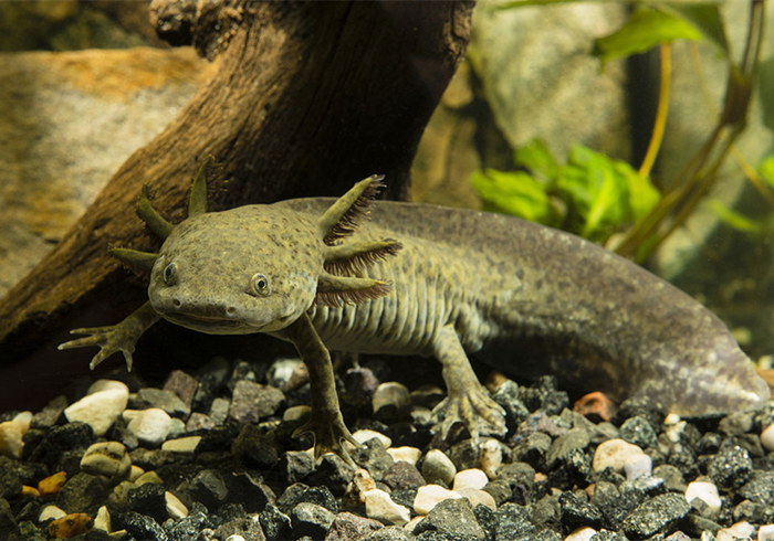 六角恐龙宠物,宠物六角恐龙