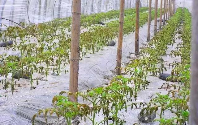 禁用粪肥有什么用,通知请不要随意丢垃圾