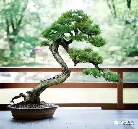 一盆盆景佳作究竟应该是怎样的,大师级盆景作品欣赏