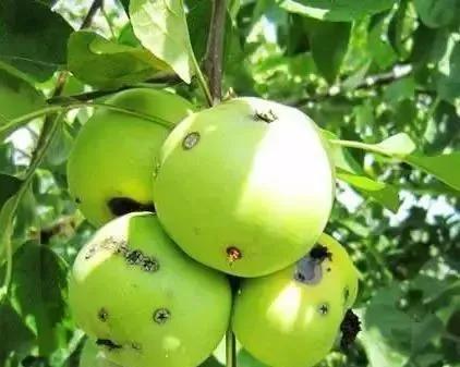 苹果树病虫害防治视频,苹果树病虫害全年防治大全