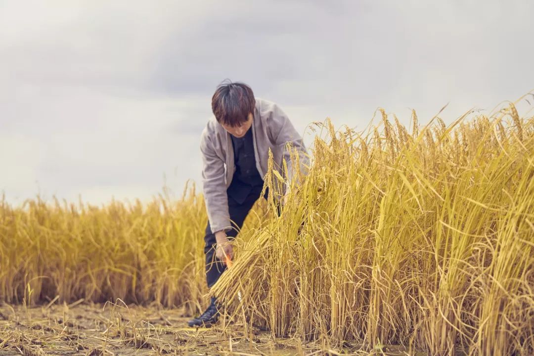 钻石界高管为前世的小情人去种地，从米开始吧