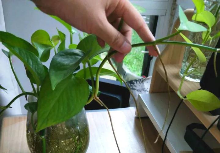 做到这几点绿萝绝对会疯长不停,绿萝有一个小机关打开它立马疯长