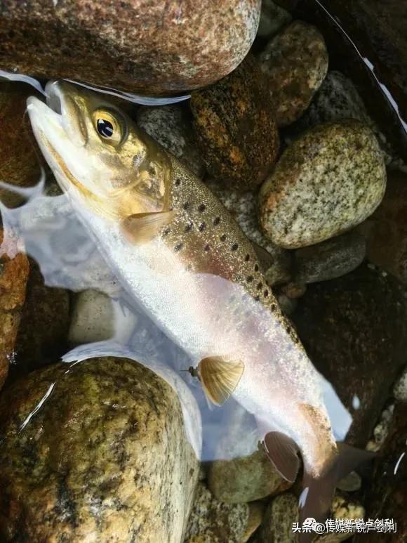 秦岭细鳞鲑科普,秦岭细鳞鲑百科介绍