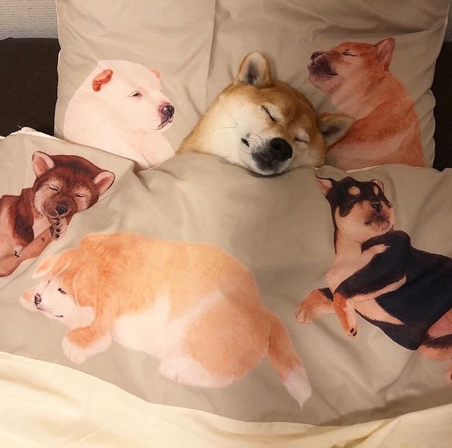 柴犬老是张嘴想咬人但又不是真咬,柴犬好养吗咬人吗