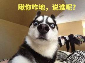 如何用英语怼人搞笑,别人在你面前炫耀英语如何怼回去