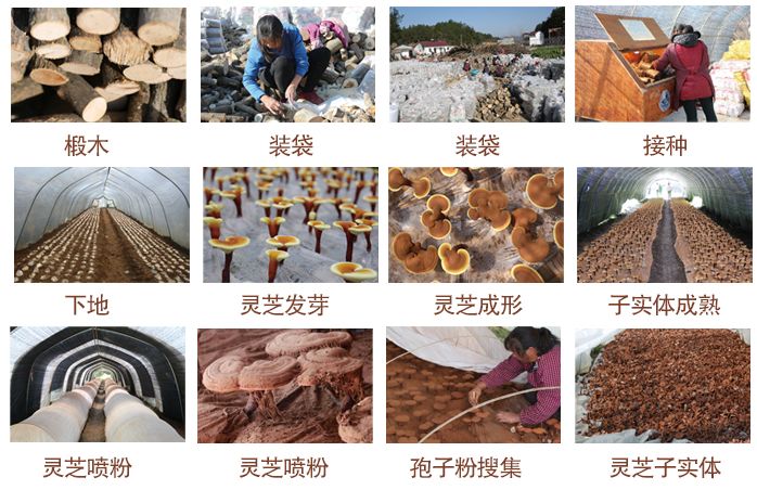 灵芝创始人,灵芝大王余胜