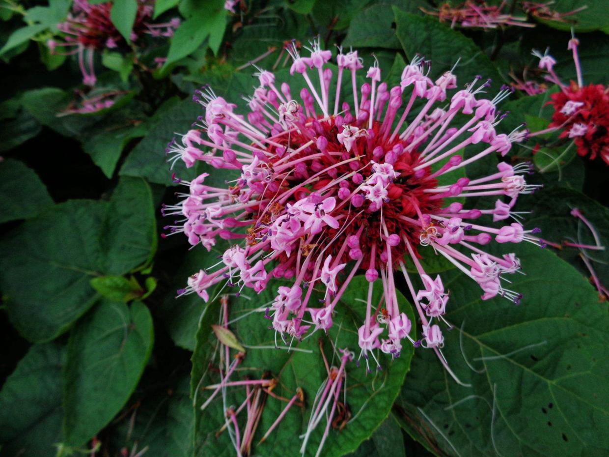 屋里烟味大养什么植物,家里最忌讳养的植物