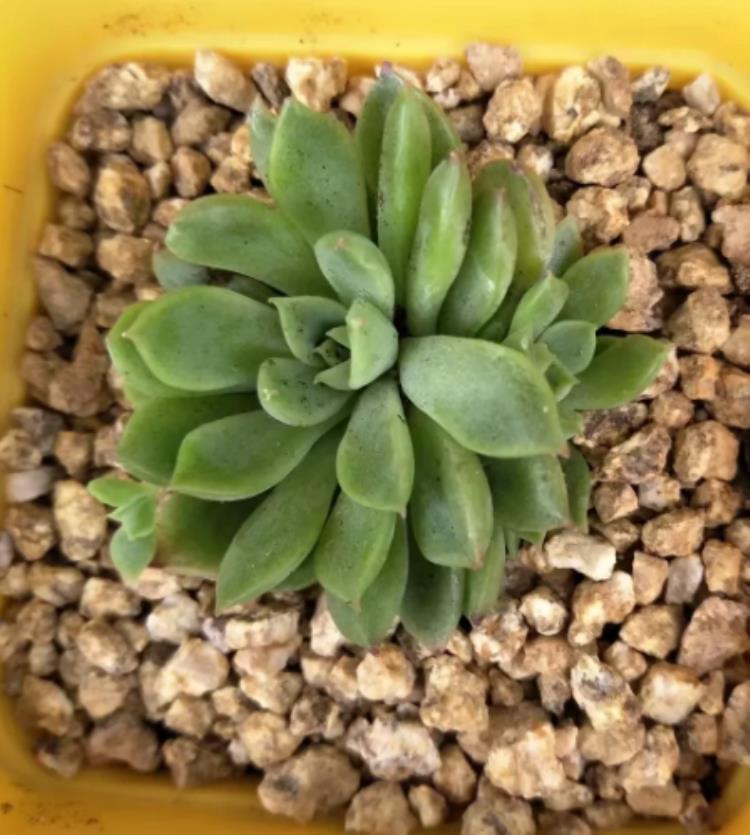 多肉植物为什么会长白色的虫,多肉为什么会得白粉黑斑