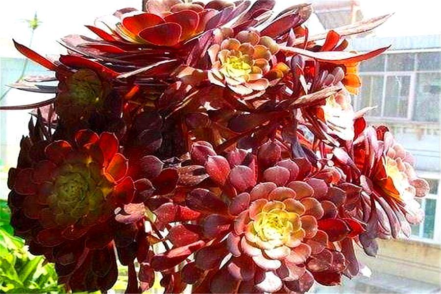 多肉老叶子干瘪是怎么回事啊,多肉叶片一直干瘪怎么办