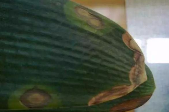 君子兰怎么种植才不会烂根,烂根的君子兰怎么种植