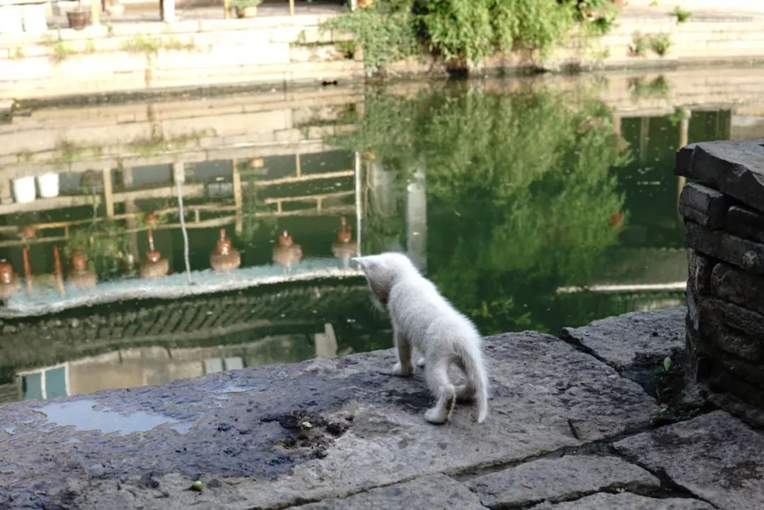 同里古镇值得去么,同里古镇值得去吗