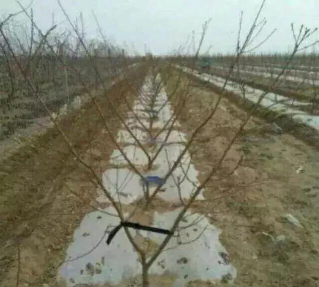 桃树几年苗能结果,桃树怎么管理才能结果