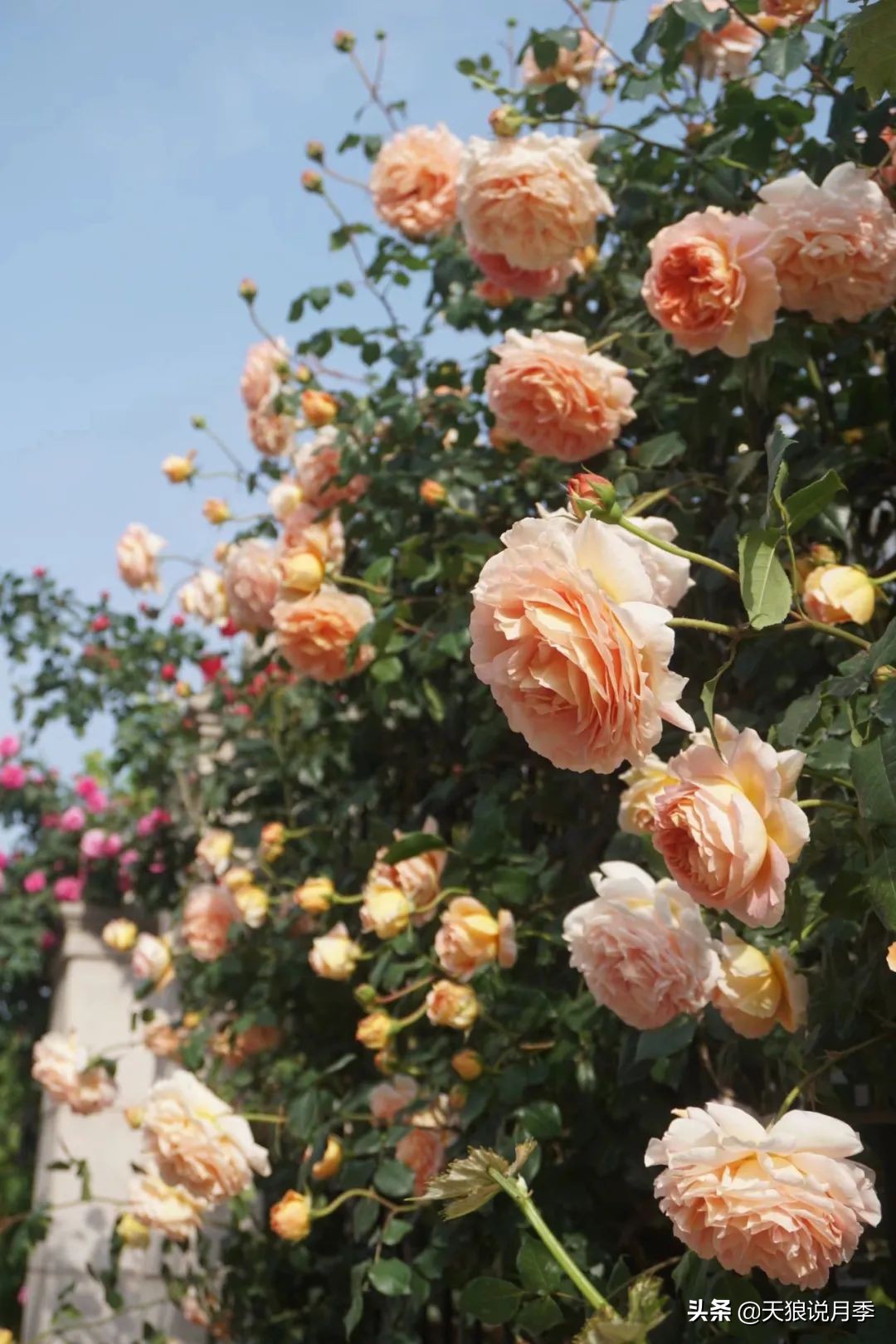 不用再羡慕别人家的院子,庭院养护全攻略