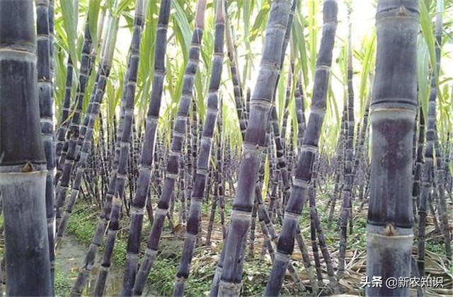 甘蔗种植技术及管理方法,2.5米行距甘蔗种植产量如何